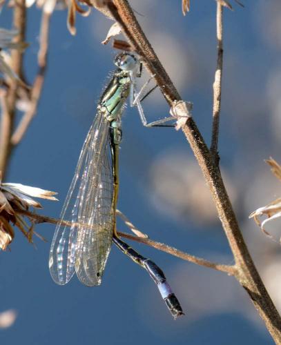 Ischnura elegans