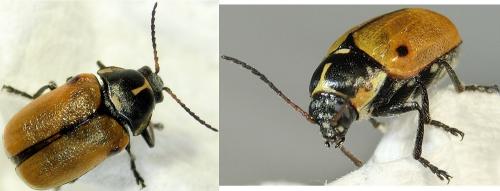 Cryptocephalus variegatus