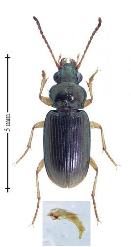 Réf. 180 466 : Pogonus gilvipes
