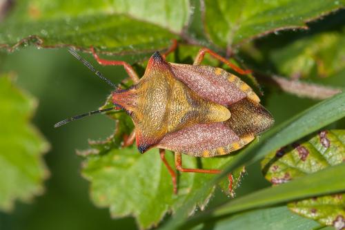 Carpocoris mediterraneus atlanticus