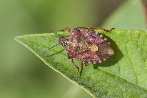 Carpocoris purpureipennis
