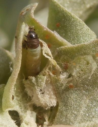Réf. 180 192 : Scrobipalpa halymella