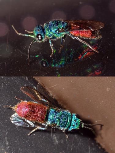 Chrysis sp.