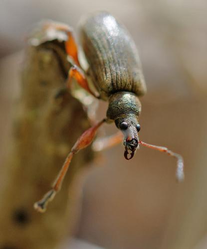 Réf. 180 966 : Phyllobius glaucus