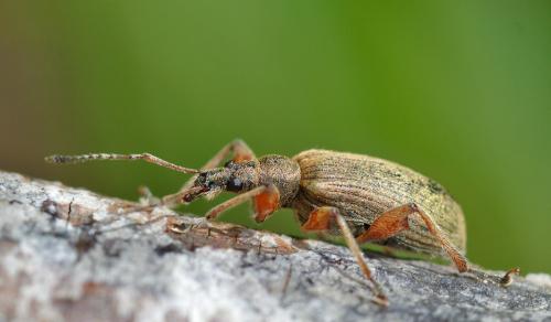 Réf. 180 929 : Phyllobius glaucus