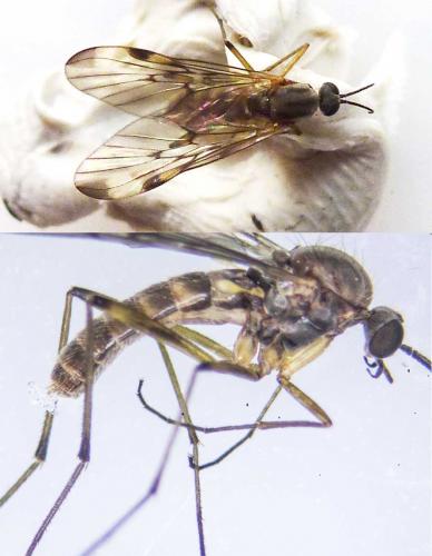 Réf. 180 043 : Sylvicola cinctus