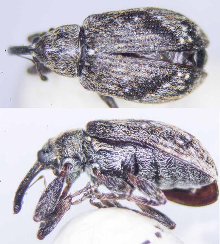 Anthonomus pomorum
