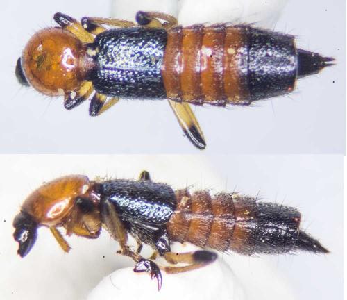 Réf. 180 266 : Paederus littoralis