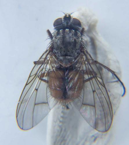 Phaonia subventa
