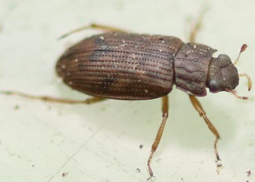 Réf. 180 953 : Helophorus sp.