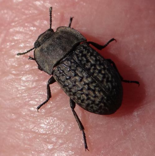 Réf. 180 451 : Opatrum sabulosum
