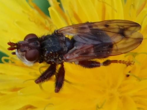 Myopa sp.
