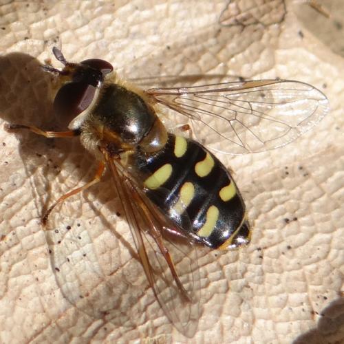 Réf. 180 499 : Eupeodes luniger