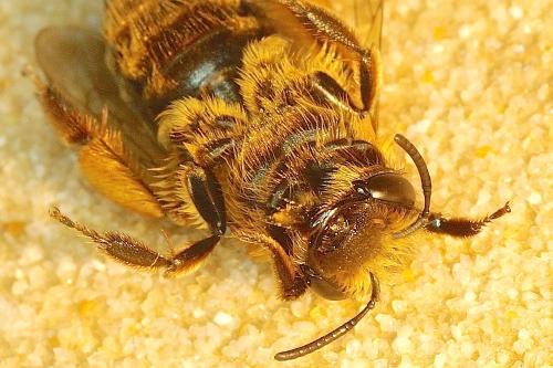 Réf. 180 022 : Andrena sp.