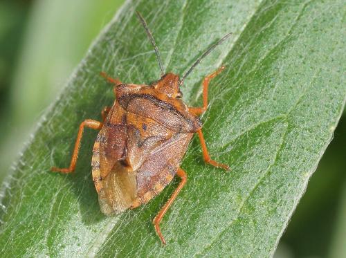 Réf. 180 023 : Carpocoris purpureipennis