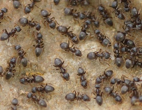 Réf. 180 254 : Lasius sp.