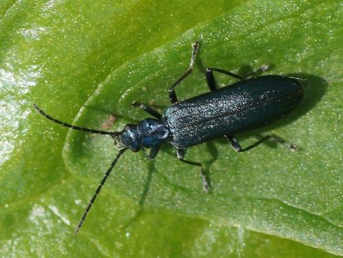 Ischnomera sp.