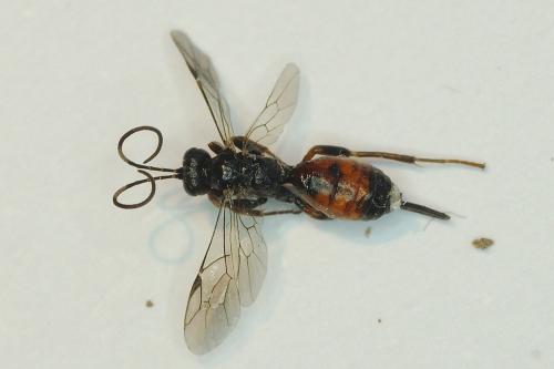 Réf. 180 585 : Cryptinae inconnu