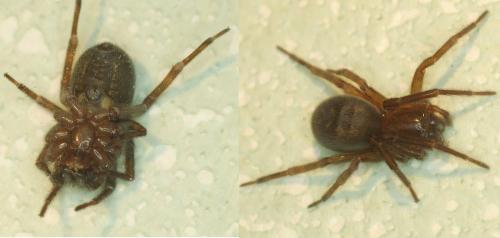 Réf. 180 579 : Amaurobius (erberi-ferox)