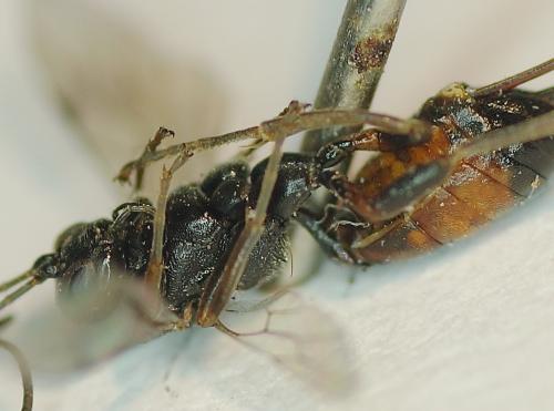 Cryptinae