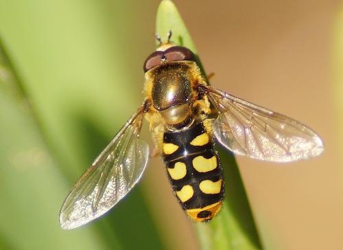 Réf. 180 058 : Eupeodes luniger