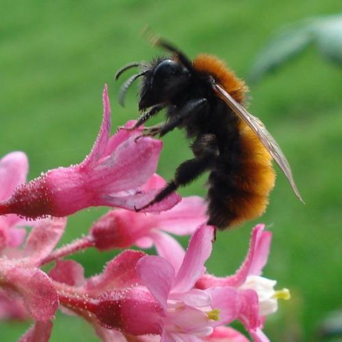 Réf. 180 090 : Andrena fulva