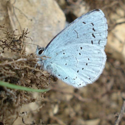 Réf. 180 318 : Celastrina argiolus