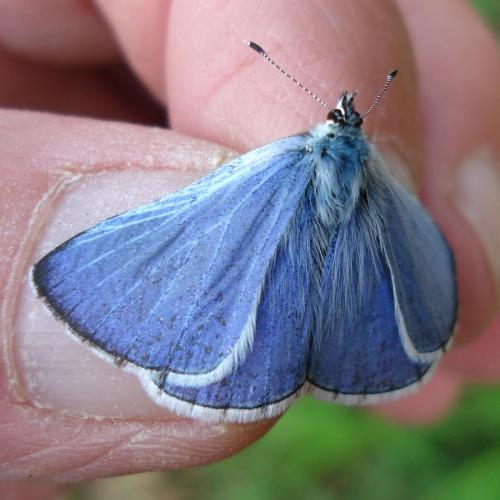 Réf. 180 319 : Celastrina argiolus