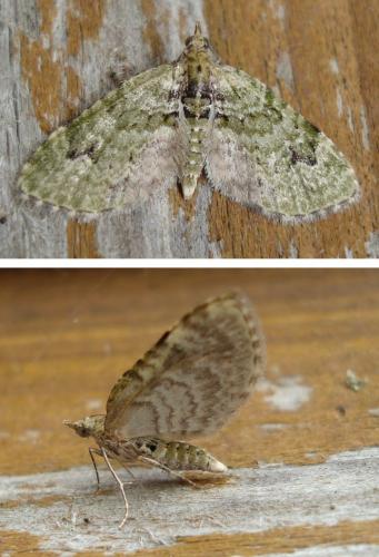 Réf. 180 753 : Chloroclystis v-ata