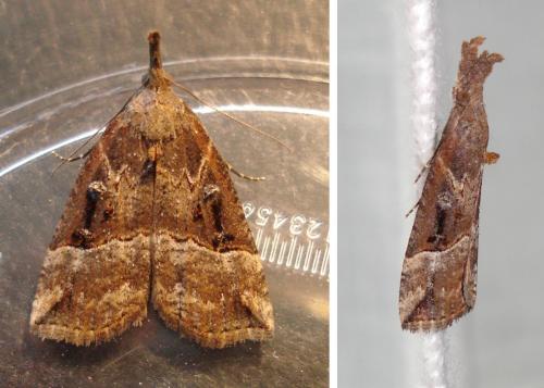 Réf. 180 807 : Hypena rostralis