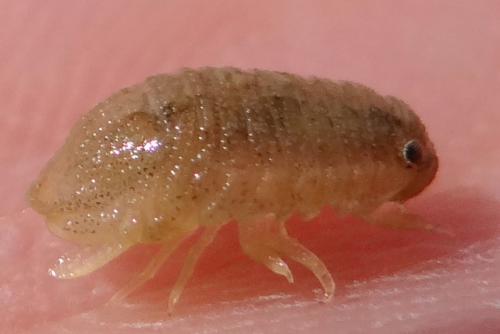 Lekanesphaera sp.