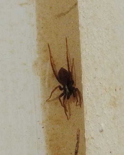 Pardosa sp.