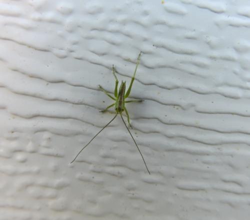 Tettigonia sp.