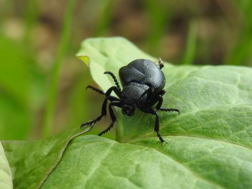 Meloe brevicollis