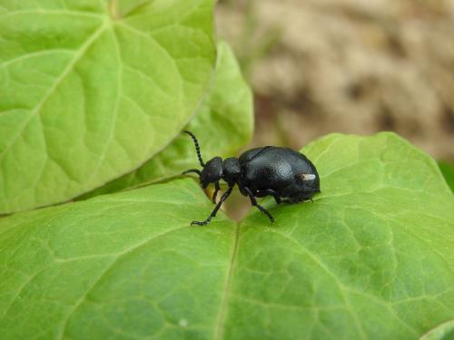 Meloe brevicollis