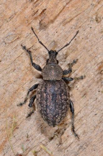 Otiorhynchus ligustici