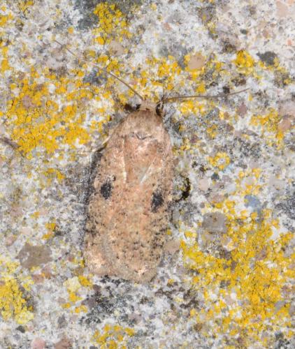 Réf. 180 156 : Agonopterix propinquella