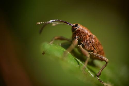 Réf. 180 766 : Curculio sp.