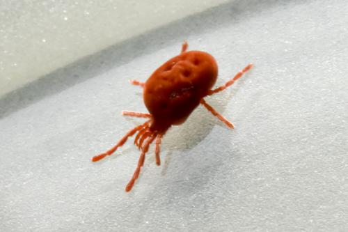 Réf. 180 034 : Allothrombium sp.