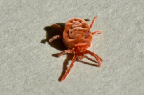 Réf. 180 262 : Allothrombium sp.