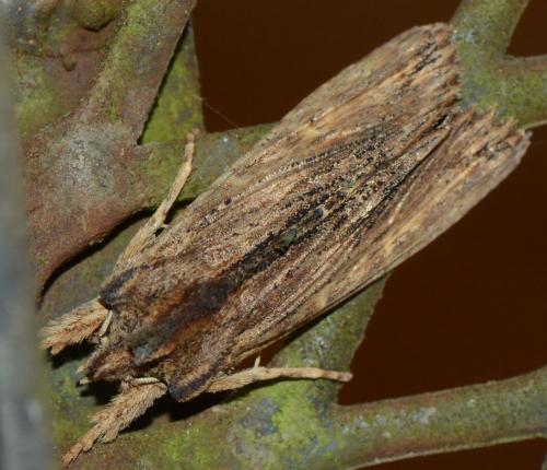 Réf. 180 340 : Lithophane semibrunnea