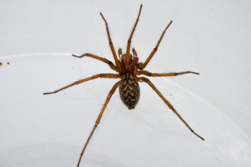 Eratigena atrica