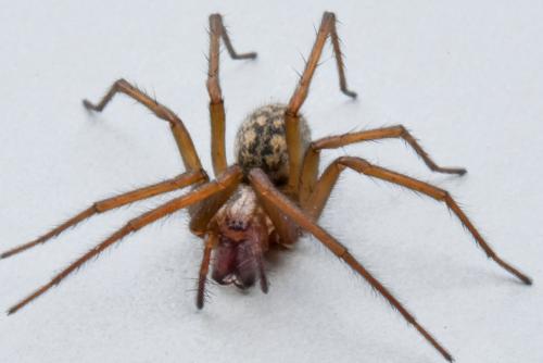 Eratigena atrica