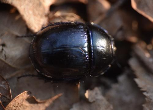 Anoplotrupes stercorosus