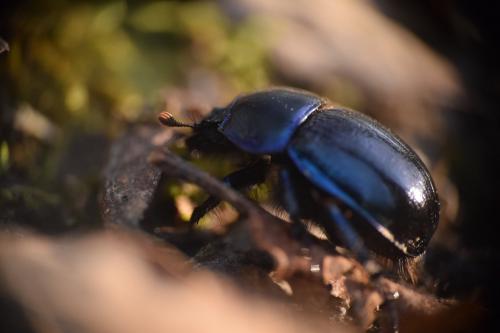Anoplotrupes stercorosus