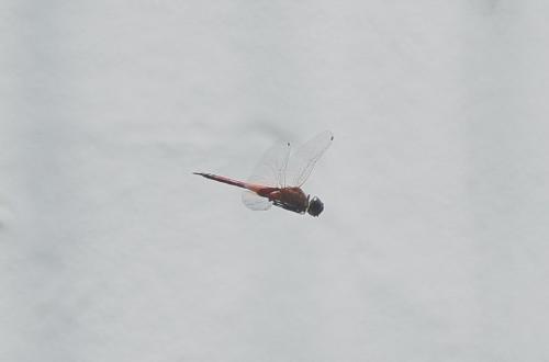 Réf. 180 400 : Tramea transmarina