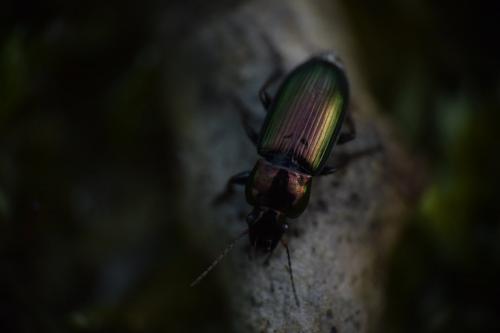 Réf. 180 195 : Harpalus distinguendus