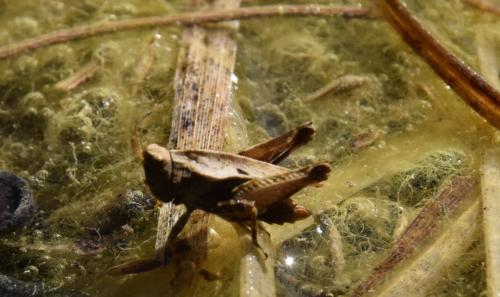 Réf. 180 178 : Tetrix undulata