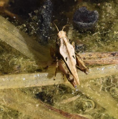 Réf. 180 177 : Tetrix undulata