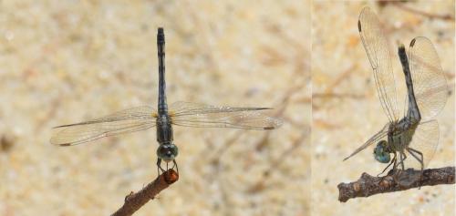 Réf. 180 172 : Diplacodes trivialis
